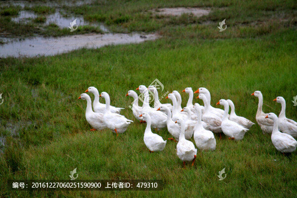 大鵝,鵝,TIF格式
