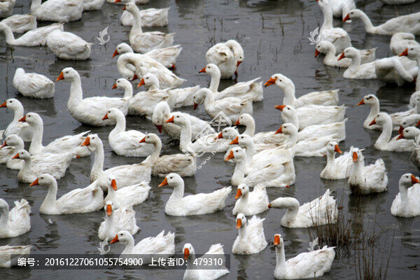 大鵝,鵝,TIF格式