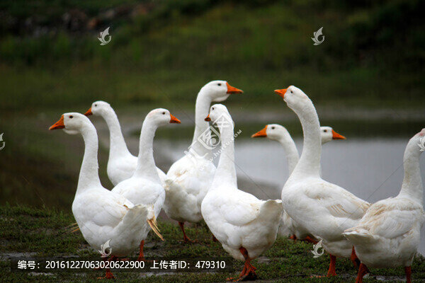 大鵝,鵝,TIF格式