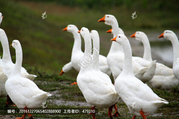 大鵝,鵝,TIF格式