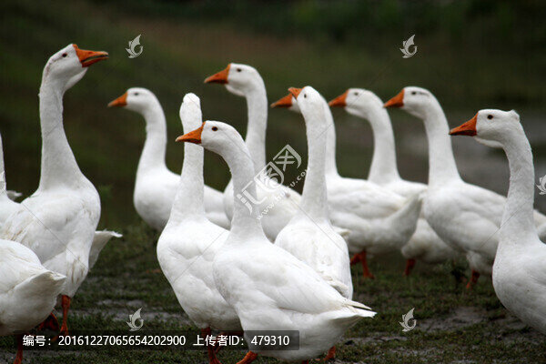 大鵝,鵝,TIF格式,養(yǎng)殖