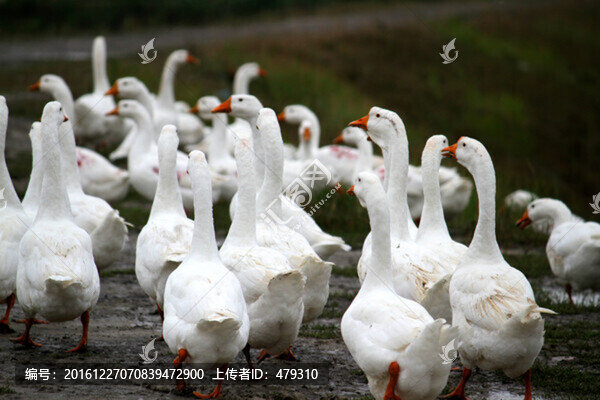 大鵝,鵝,TIF格式,養(yǎng)殖