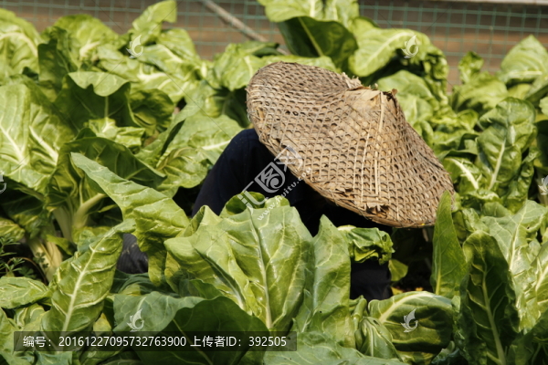 種植
