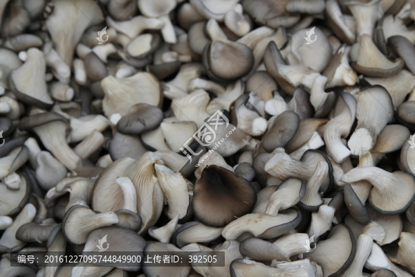 食用菌種植