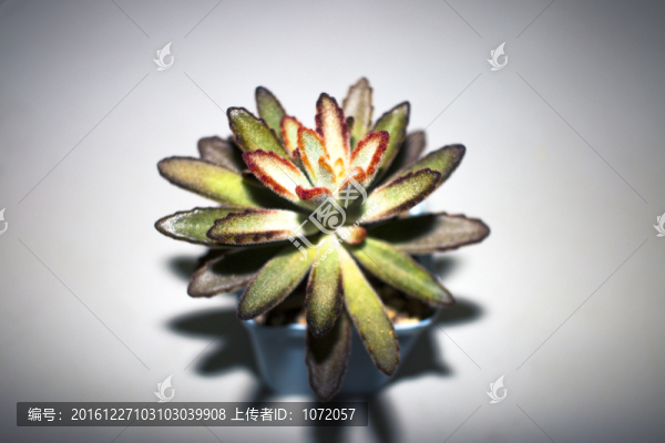 多肉植物兔耳朵