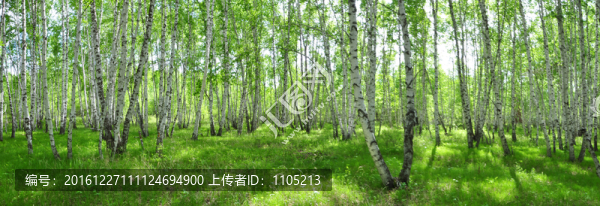 白樺林