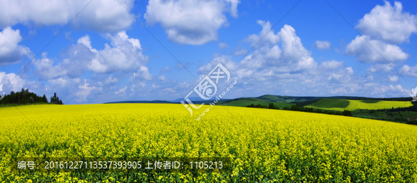油菜花