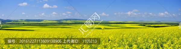 油菜花