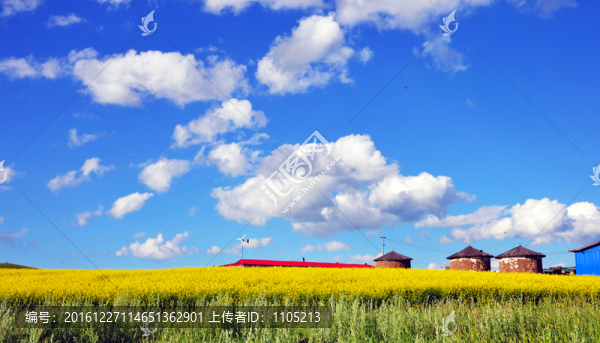 油菜花