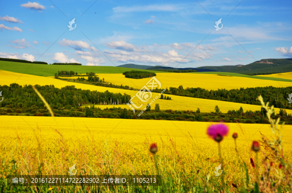 油菜花