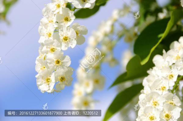 窒息櫻花盛開