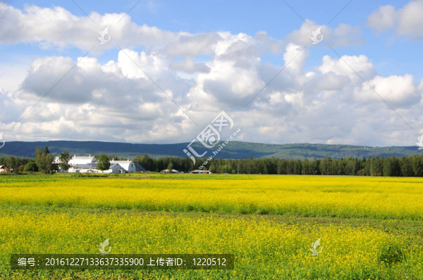 歷史悠久的阿拉斯加農(nóng)場在夏季盛開的油菜花