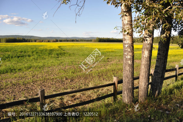 野生動(dòng)物保護(hù)區(qū)和歷史農(nóng)場(chǎng)與油菜花盛開