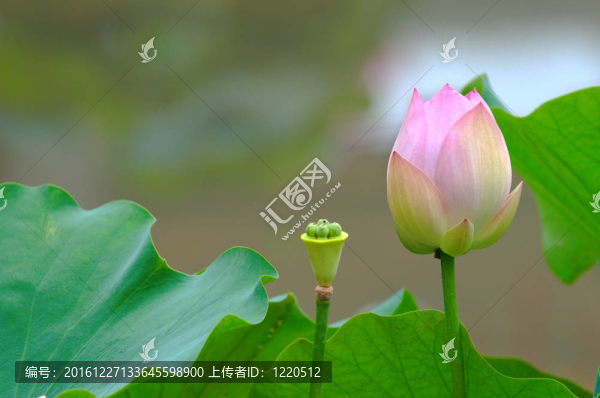 蓮花（芽）和籽頭