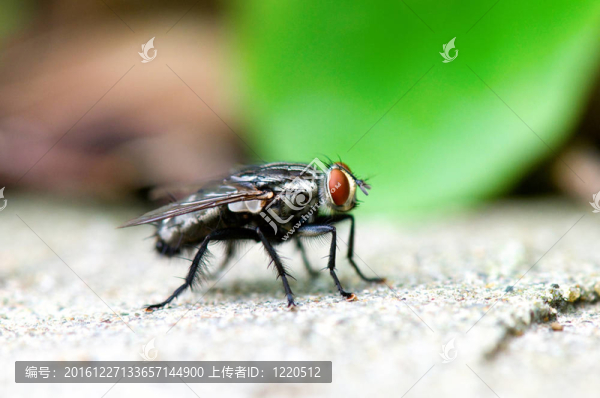 紅眼睛的蒼蠅