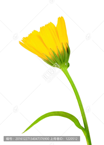 金盞花黃色的花