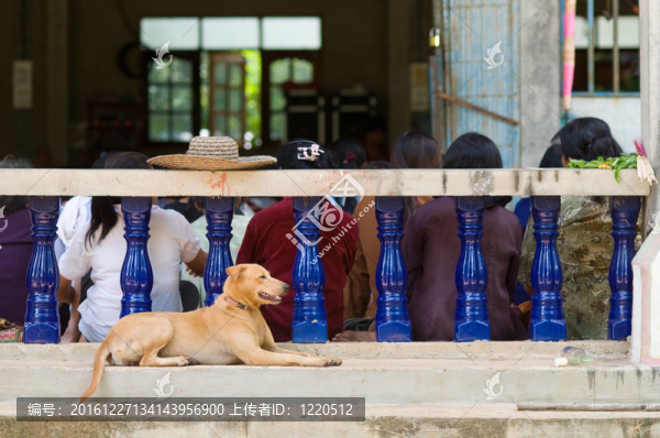 泰國(guó)佛寺狗