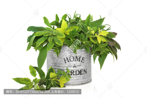 草本植物，葉的選擇