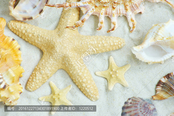 海星和貝殼
