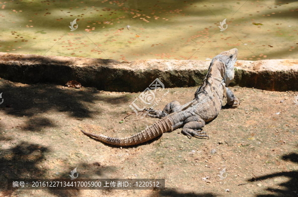鬣蜥