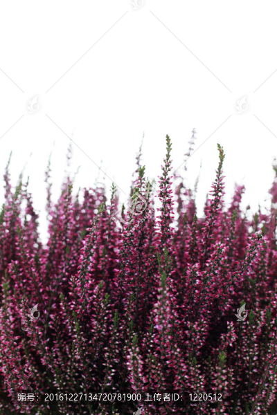 希瑟