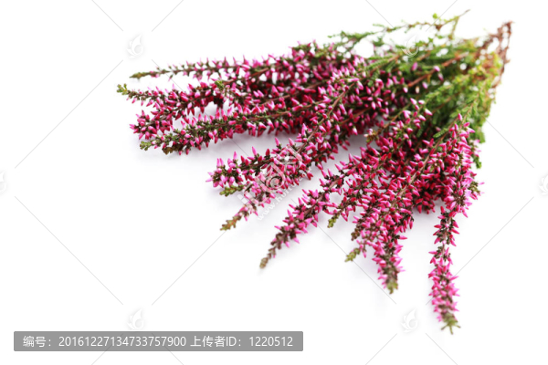 希瑟