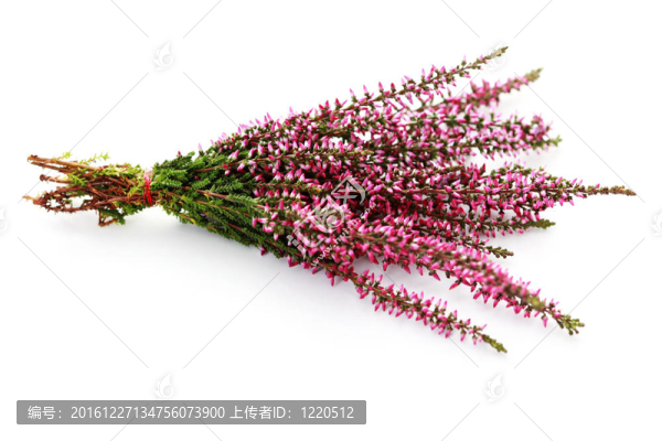 希瑟
