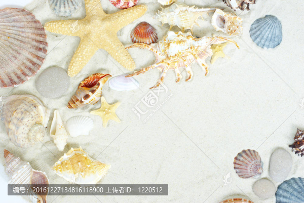 海灘上的貝殼