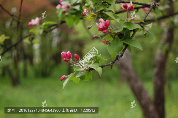 開(kāi)花蘋果樹(shù)花