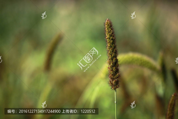 小米與背景模糊