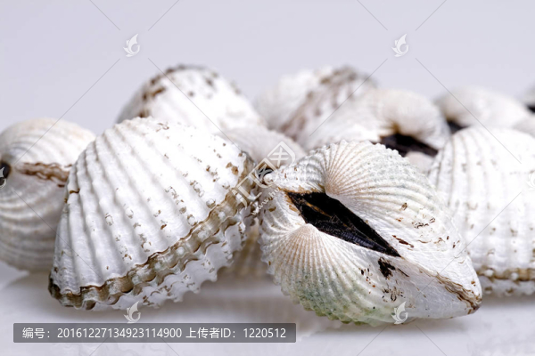 鮮蚶