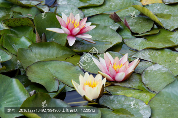 水面上的睡蓮