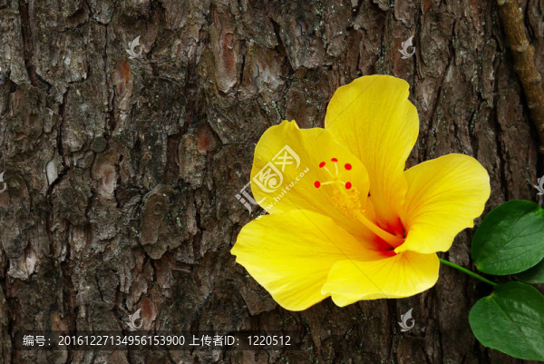 黃色的花