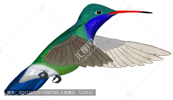 闊嘴蜂鳥飛行