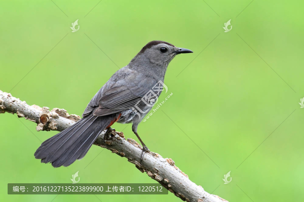 Gray,Catbird,Dumetella研究