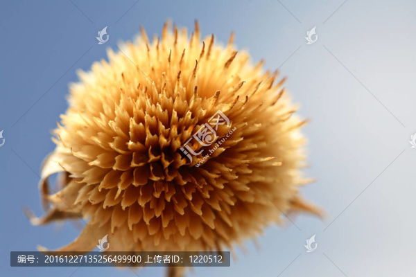 死牛薊的種子在薩斯喀徹溫省