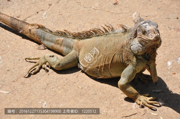 鬣蜥