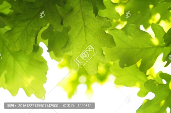 葉子和分隔開的