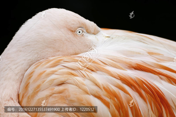 休息的火烈鳥