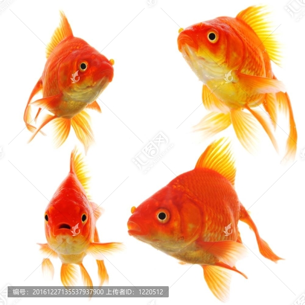 金魚(yú)收藏