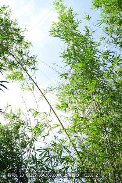 竹林