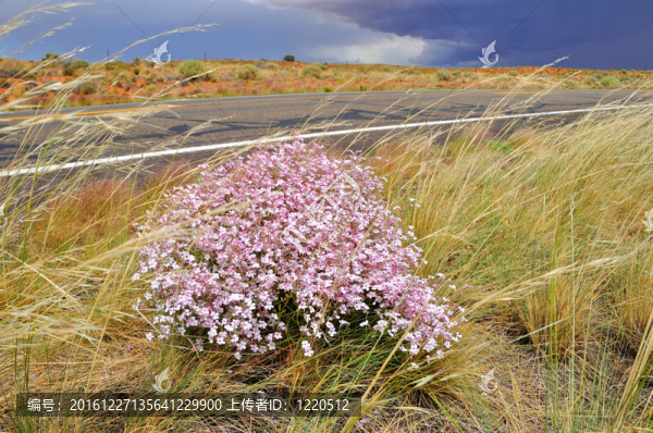 沙漠風暴中的Flowers