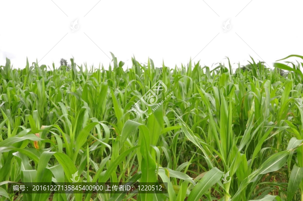 農場的玉米