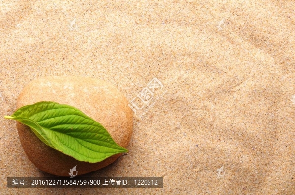 帶葉禪石