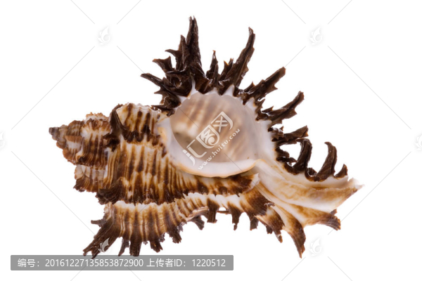 海貝殼