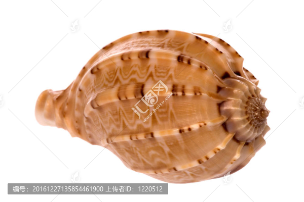海貝殼