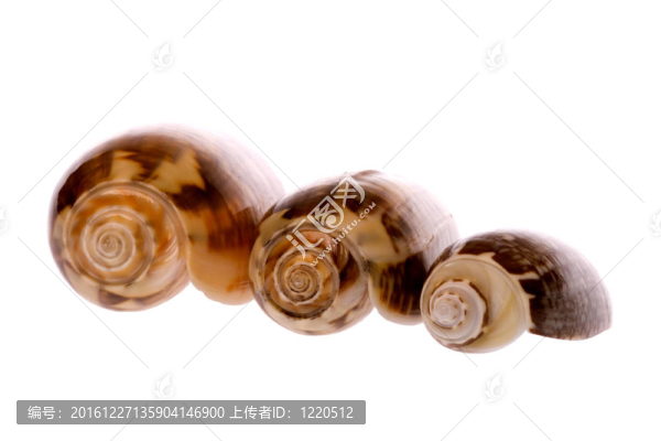 海貝殼