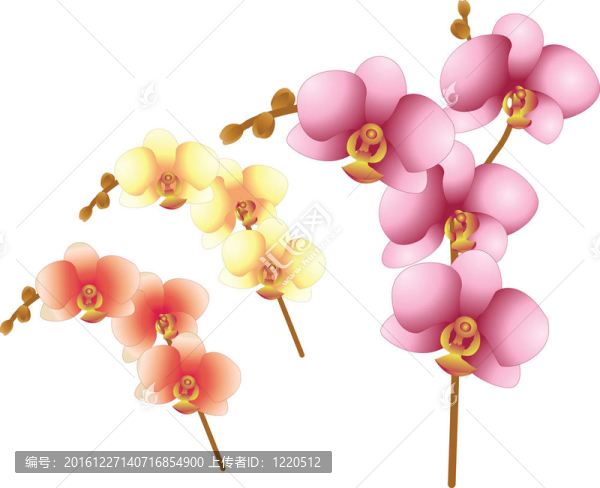 蘭花花
