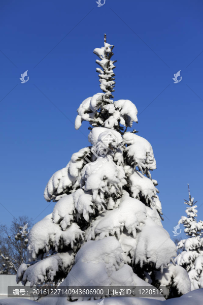 藍天上的雪杉樹