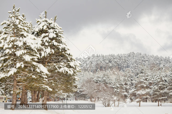 冬天的雪下森林